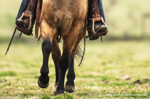 Conférence : Le cheval, un partenaire