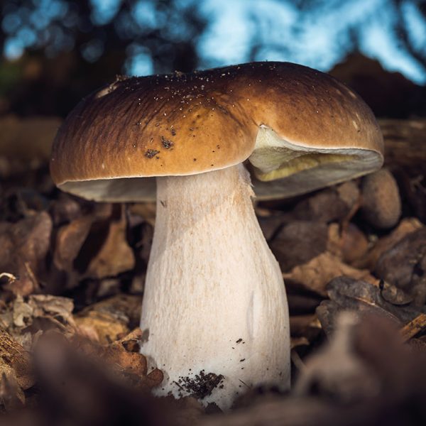 Déjeuner autour des champignons au Centre sportif